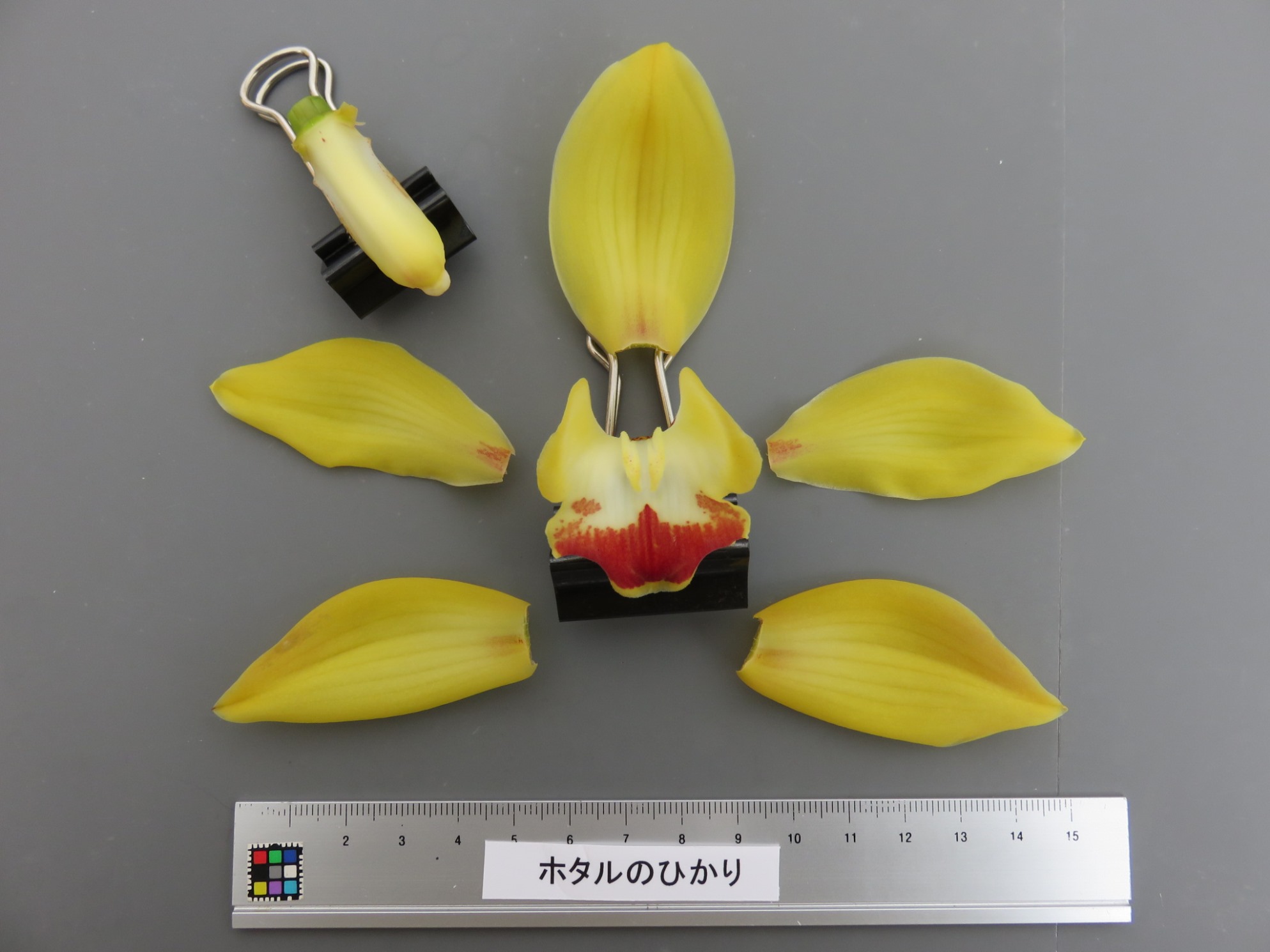 品種登録迅速化総合電子化システム