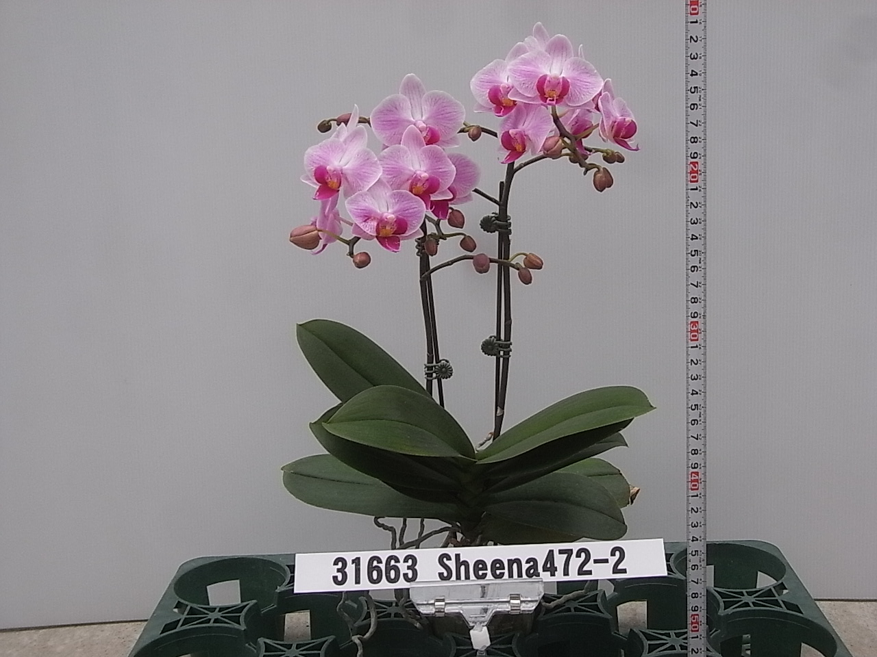 品種登録迅速化総合電子化システム