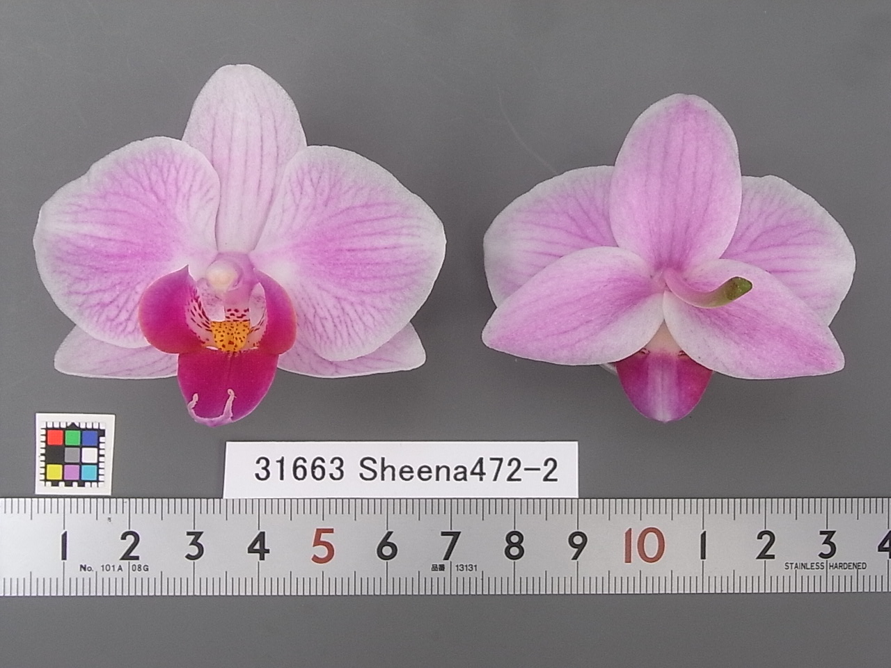 品種登録迅速化総合電子化システム