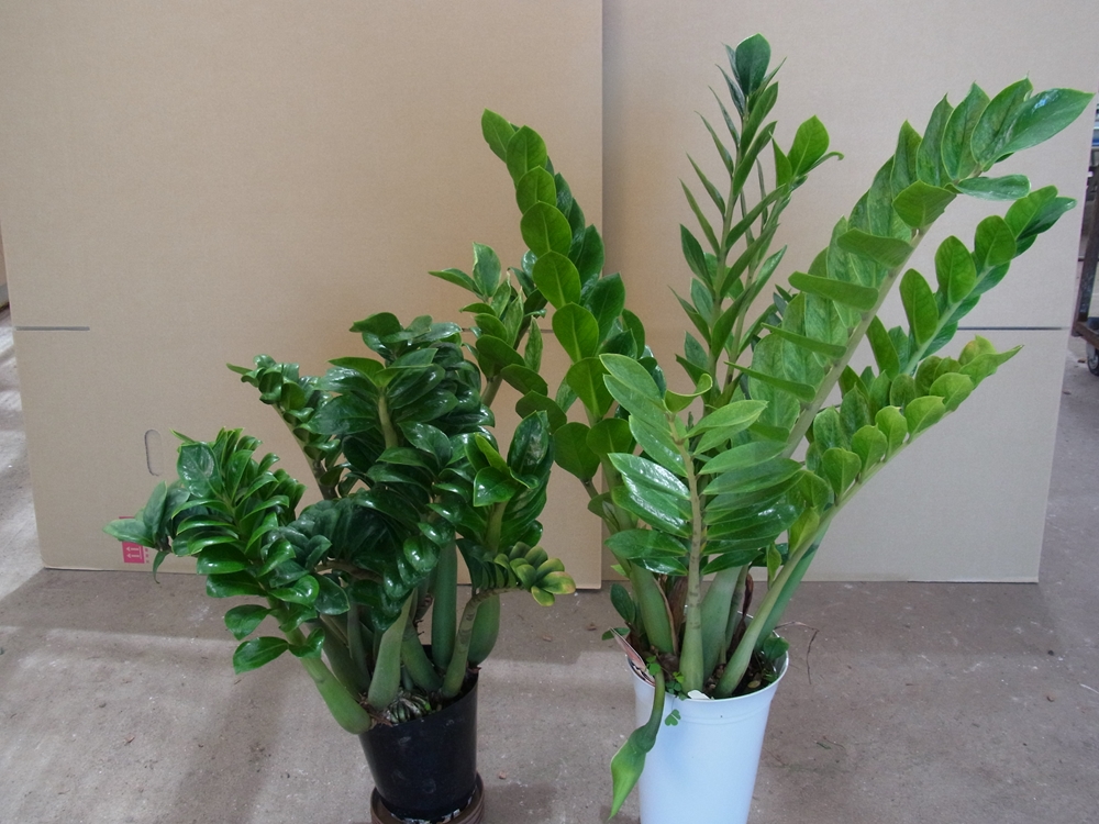 ザミオクルカス7号　250923 ザミオクルカス ザミーフォリア 7号｜観葉04-PA : 赤塚植物園