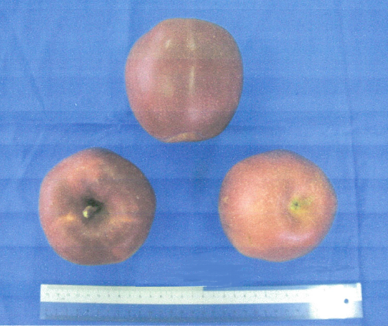 品種登録迅速化総合電子化システム