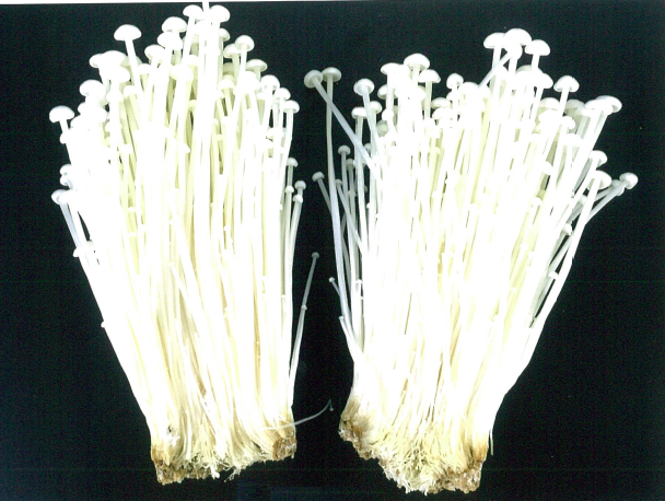 品種登録迅速化総合電子化システム