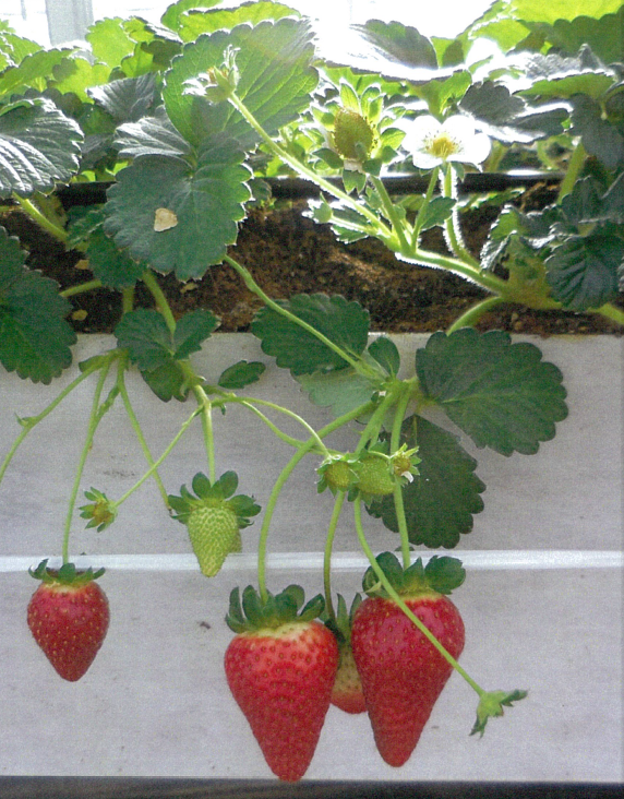 品種登録迅速化総合電子化システム