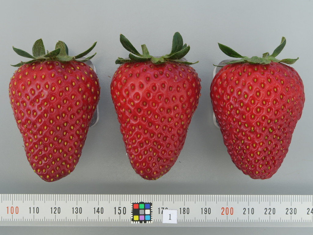 品種登録迅速化総合電子化システム