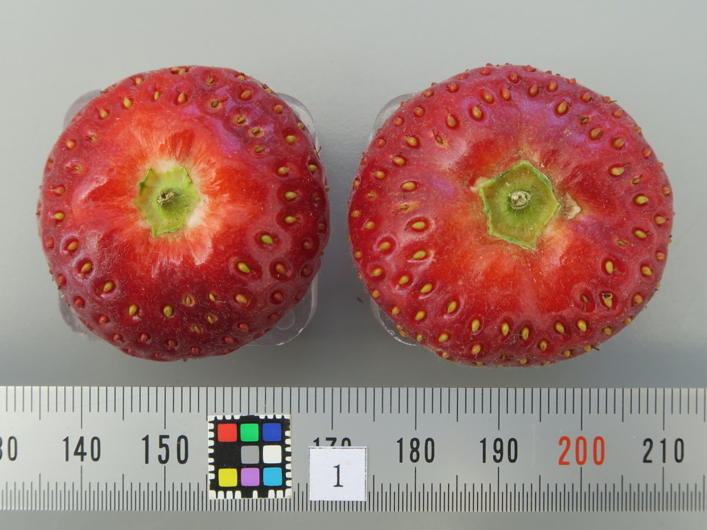 品種登録迅速化総合電子化システム