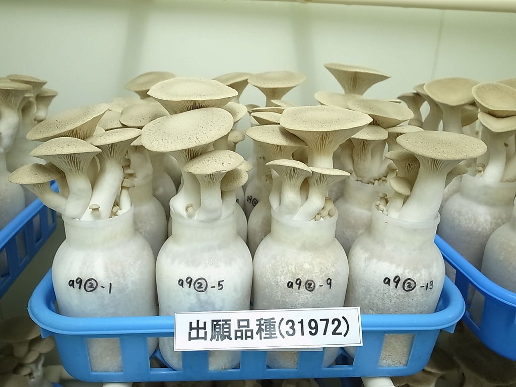 えりんぎページ 品種登録迅速化総合電子化システム