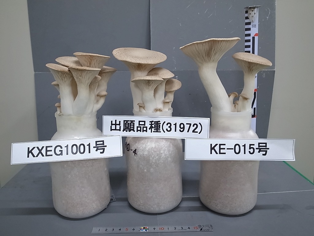 品種登録迅速化総合電子化システム