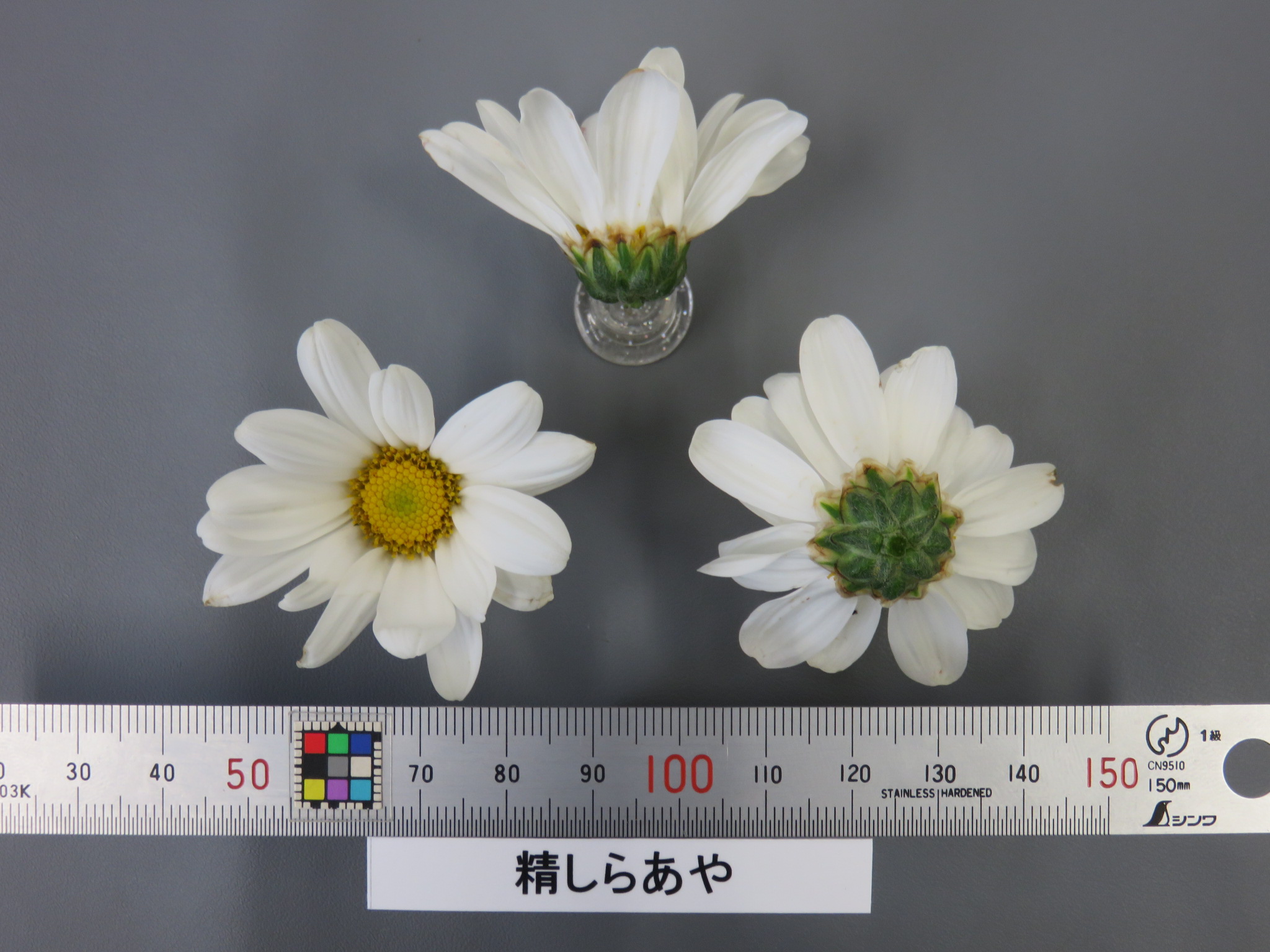 品種登録迅速化総合電子化システム