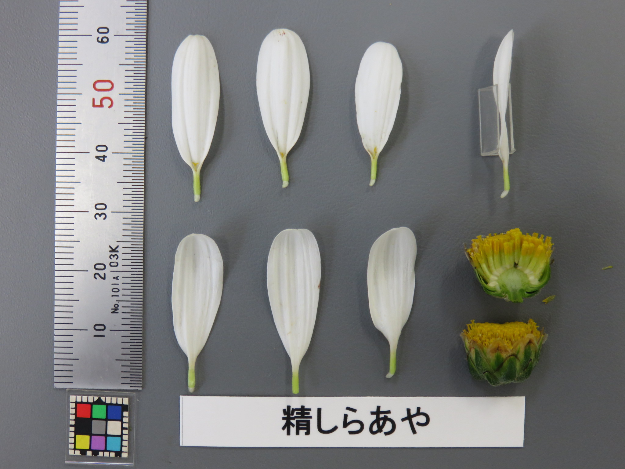 品種登録迅速化総合電子化システム
