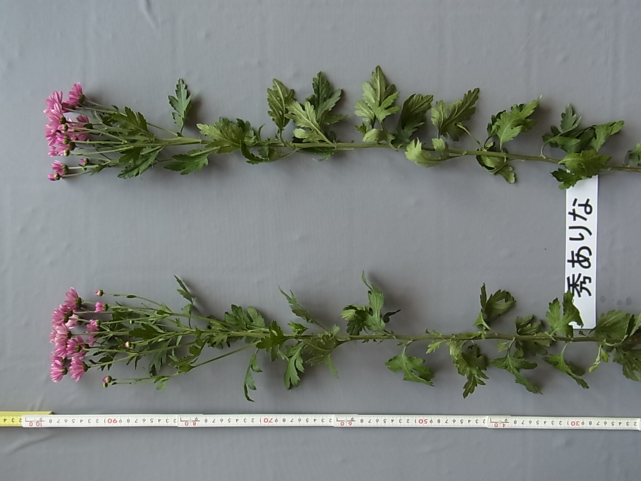 品種登録迅速化総合電子化システム