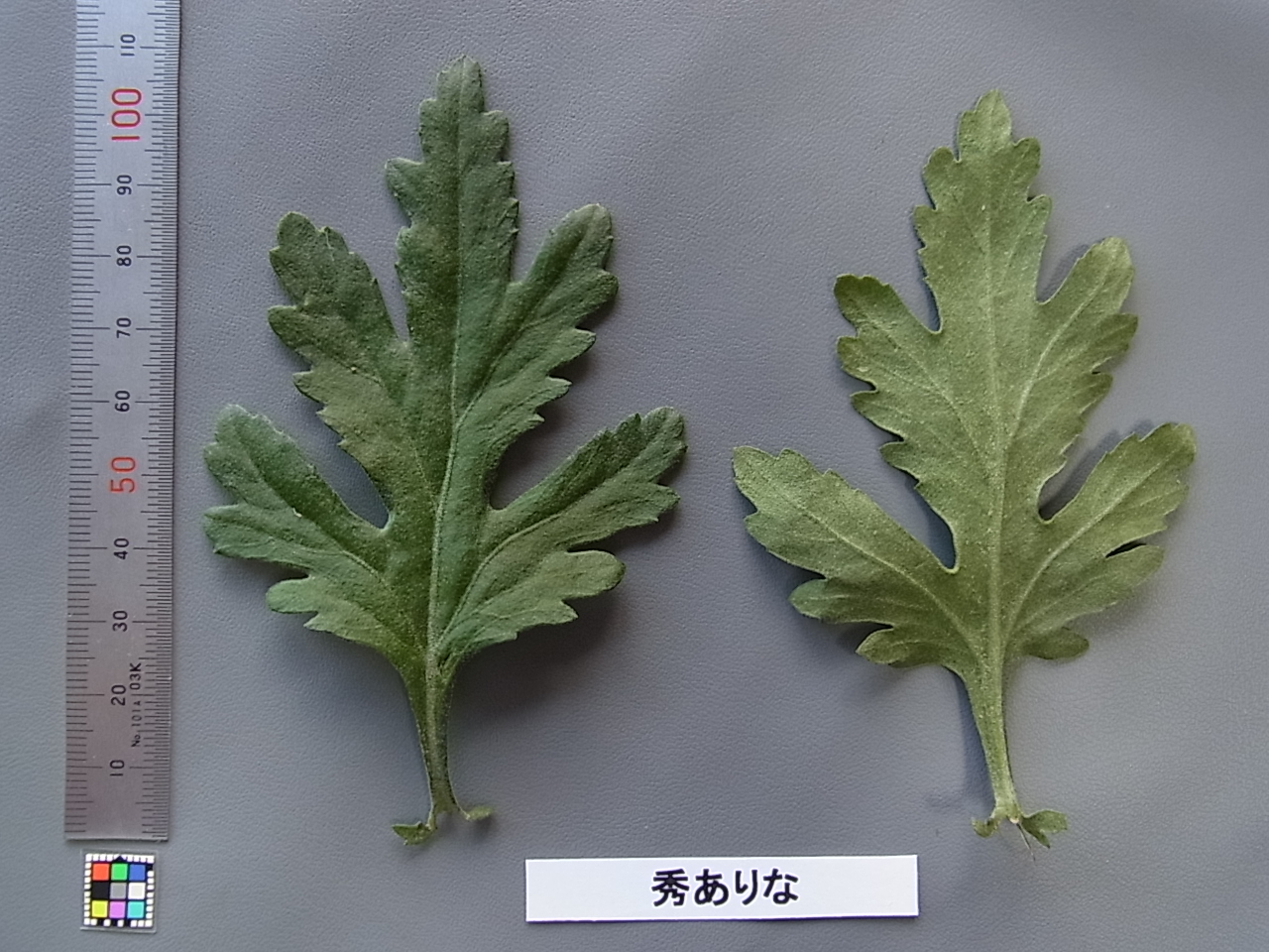 品種登録迅速化総合電子化システム