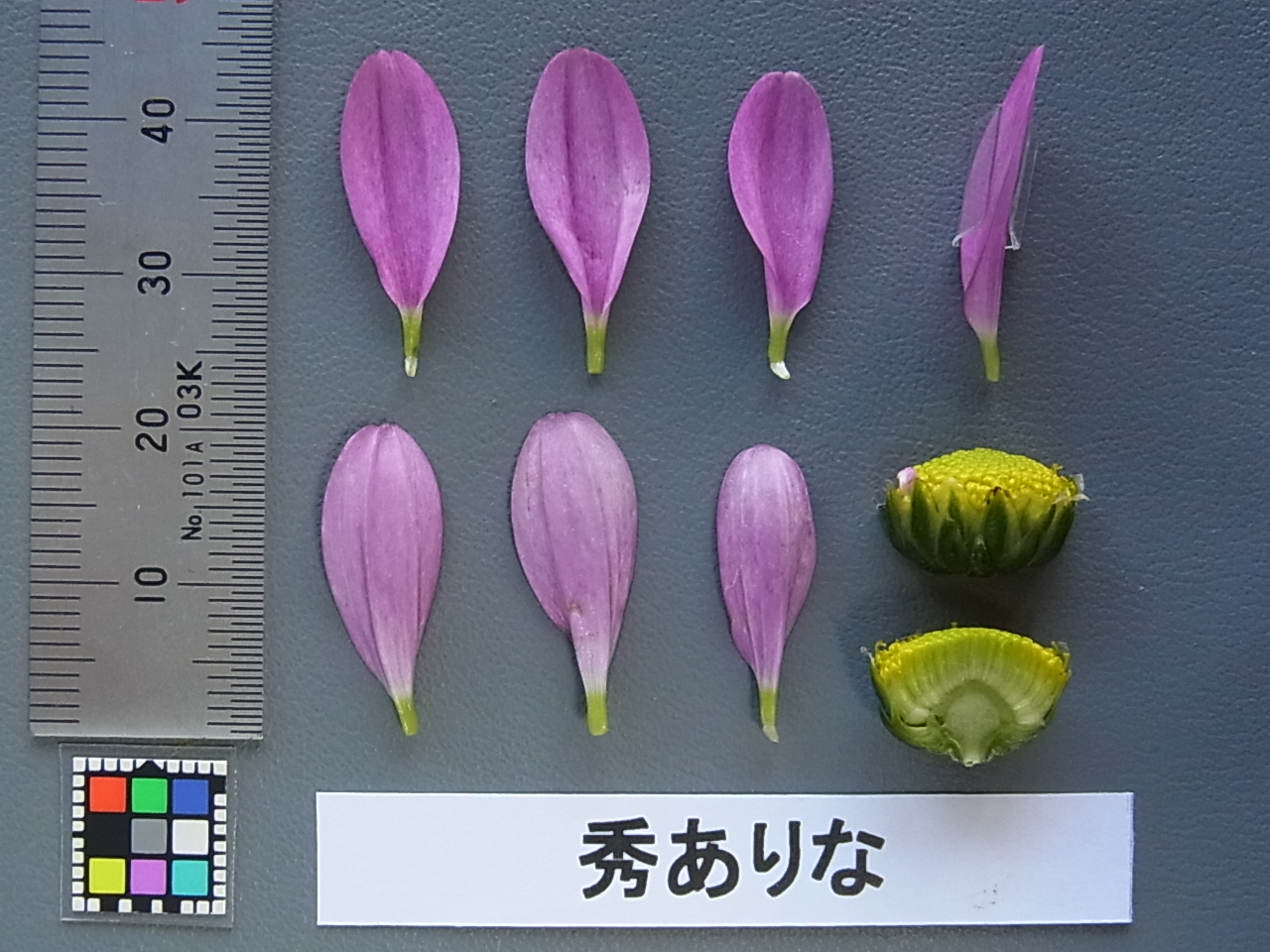 品種登録迅速化総合電子化システム