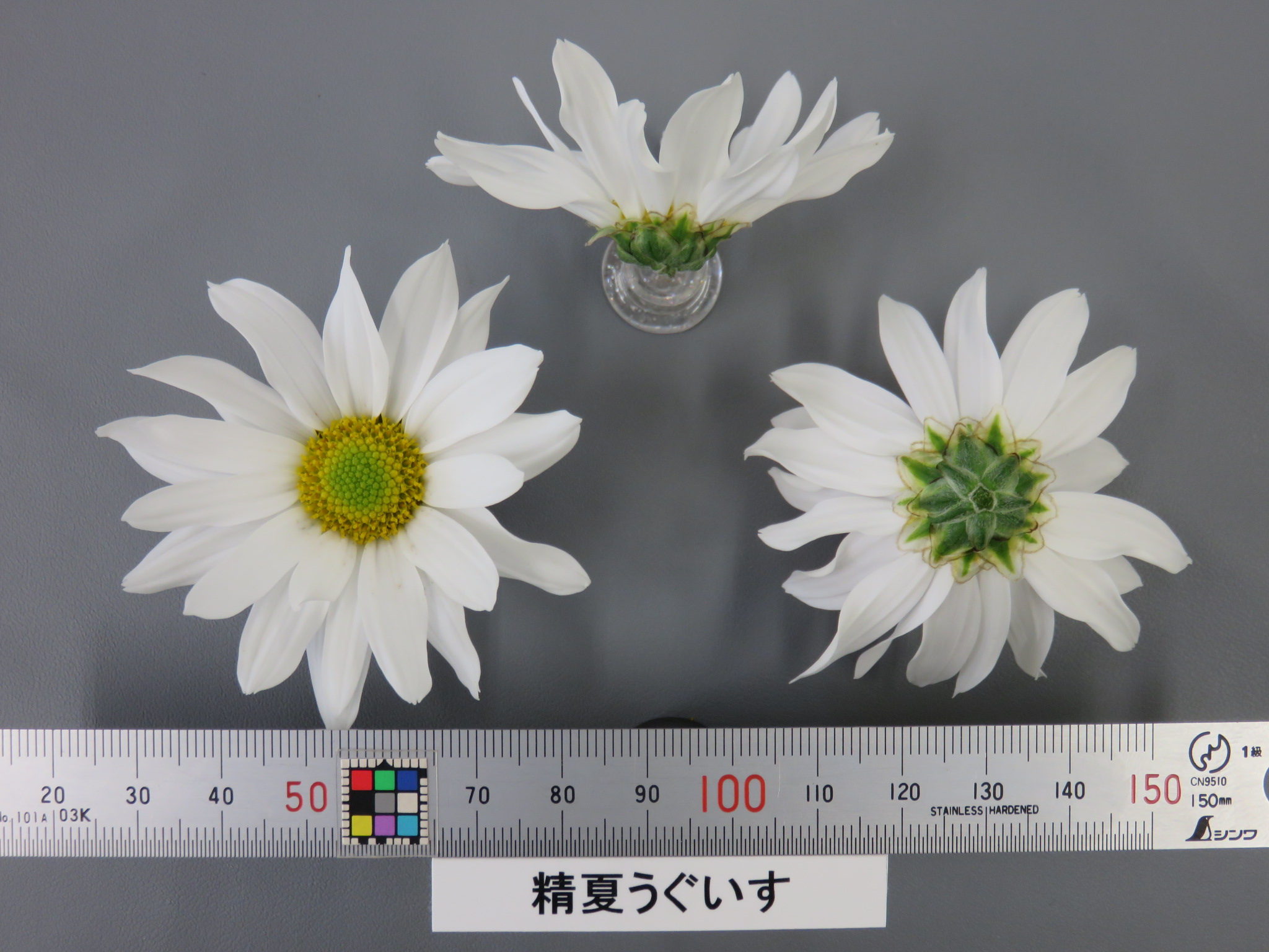 品種登録迅速化総合電子化システム