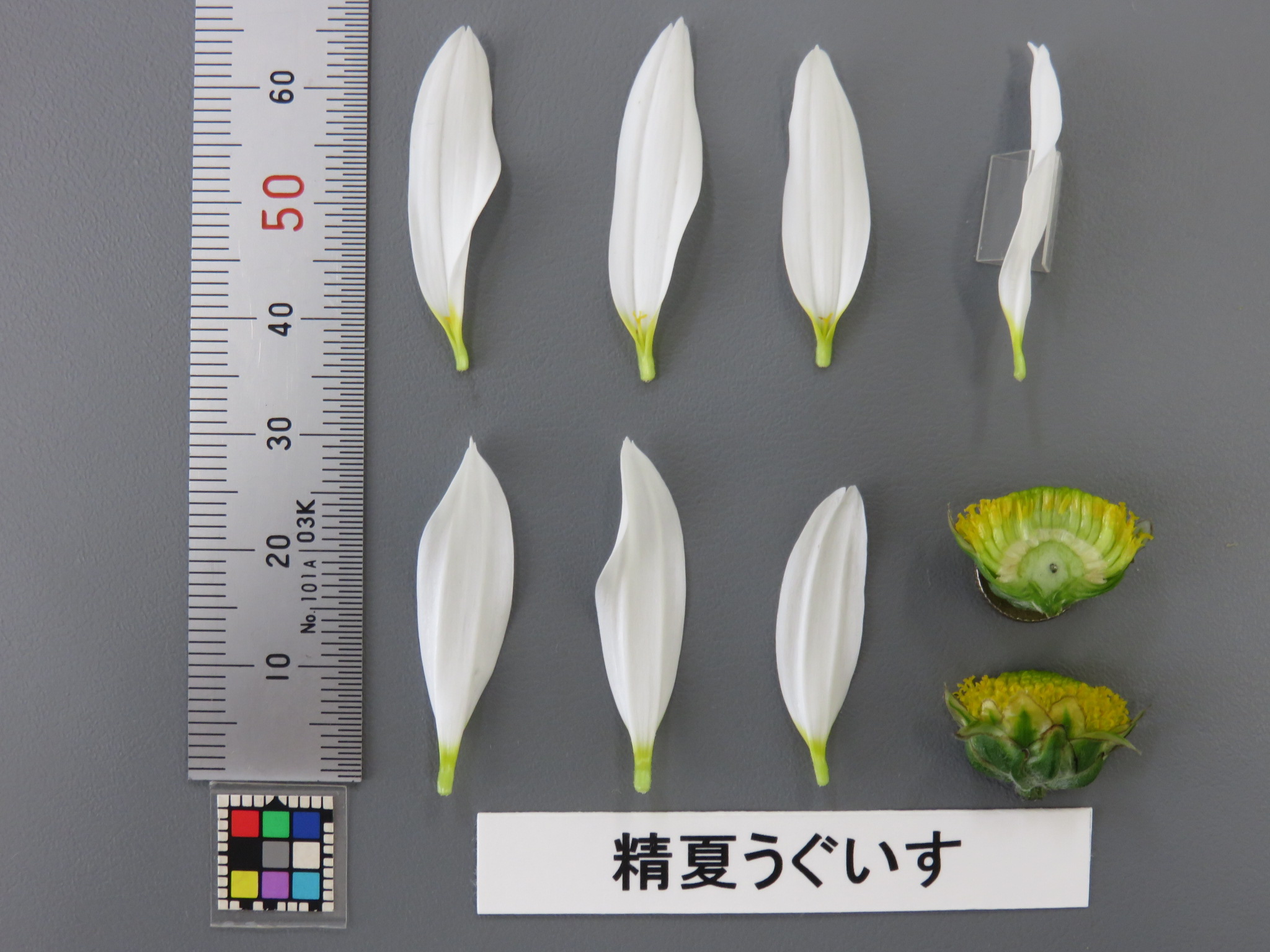 品種登録迅速化総合電子化システム