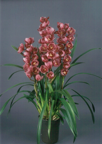 品種登録迅速化総合電子化システム