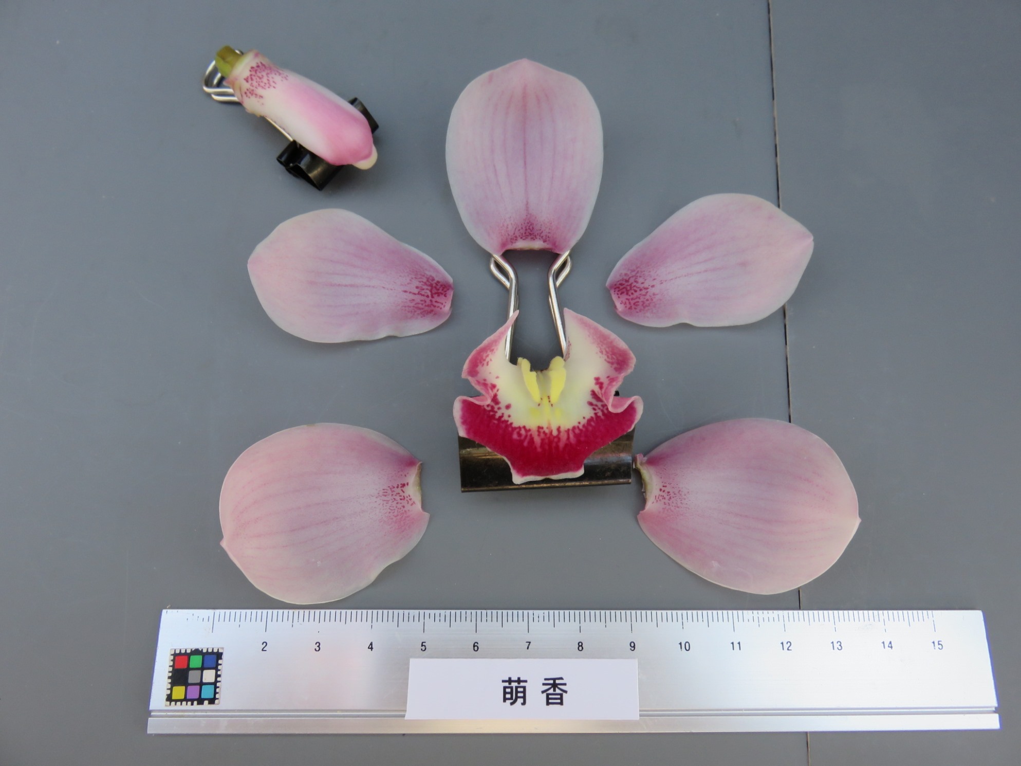 品種登録迅速化総合電子化システム
