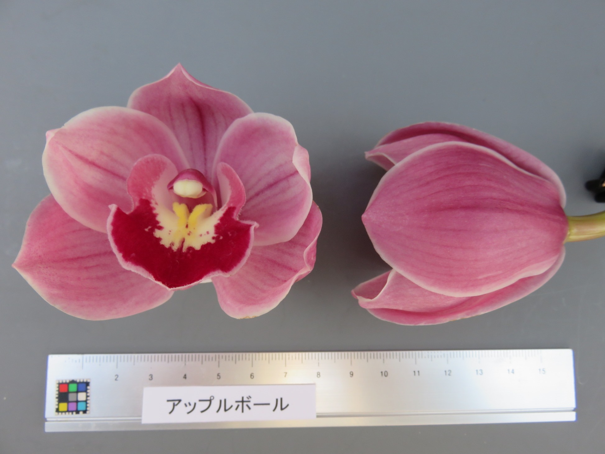シペリウジウム　カルルム　【蘭科アツモリ草属】シンガポールラッフル 32283_4_5.JPG