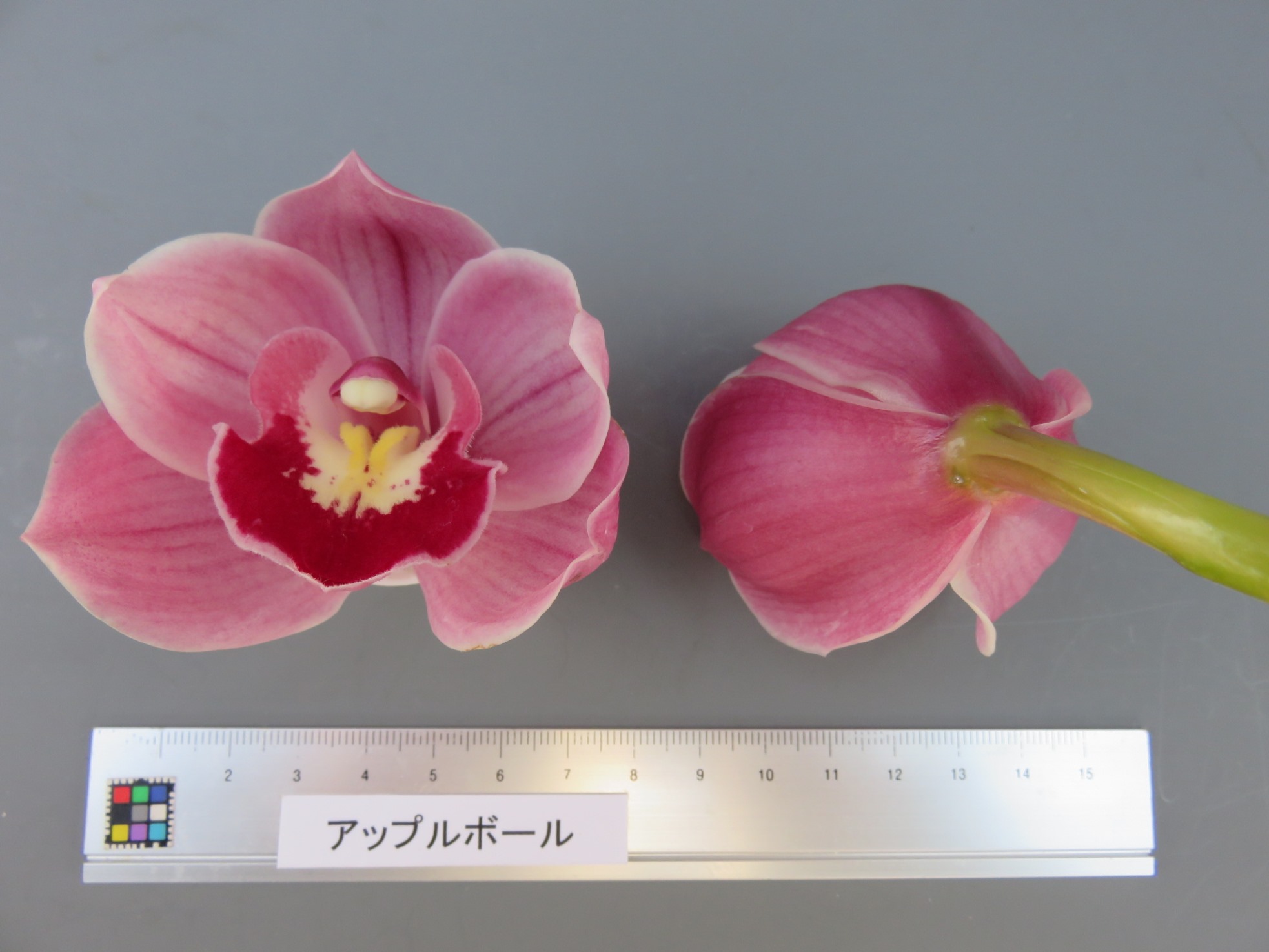 品種登録迅速化総合電子化システム