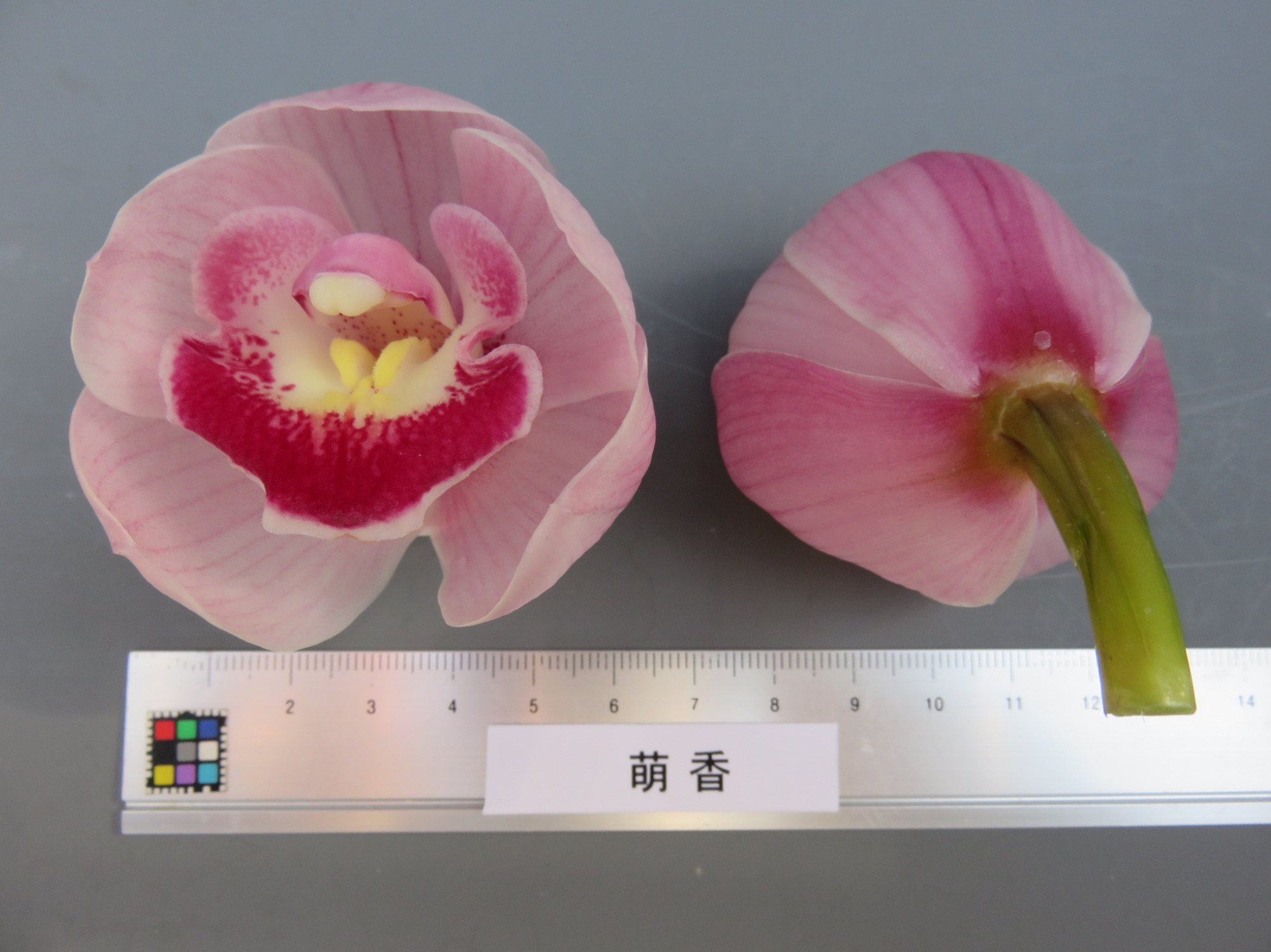品種登録迅速化総合電子化システム