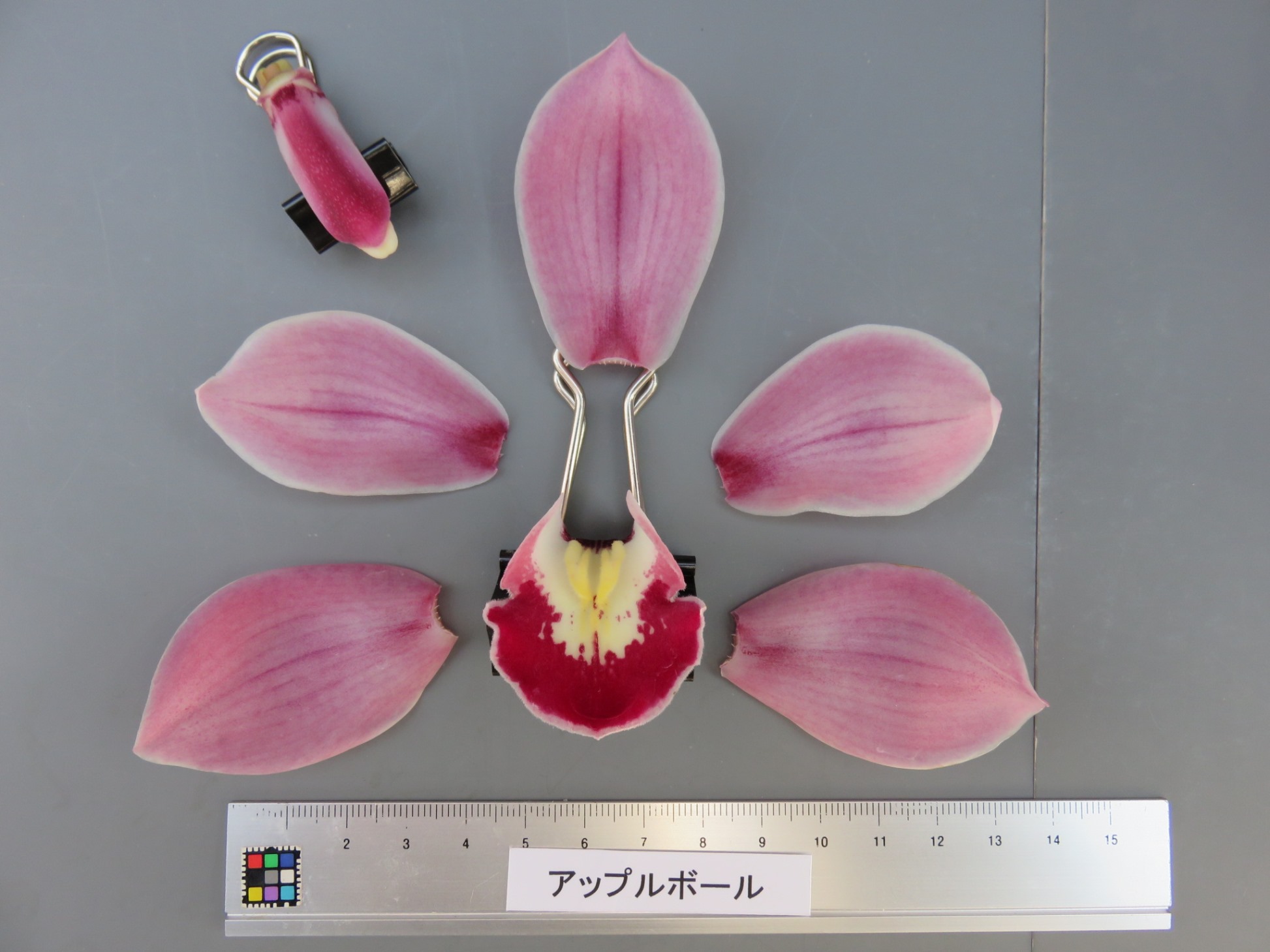 品種登録迅速化総合電子化システム