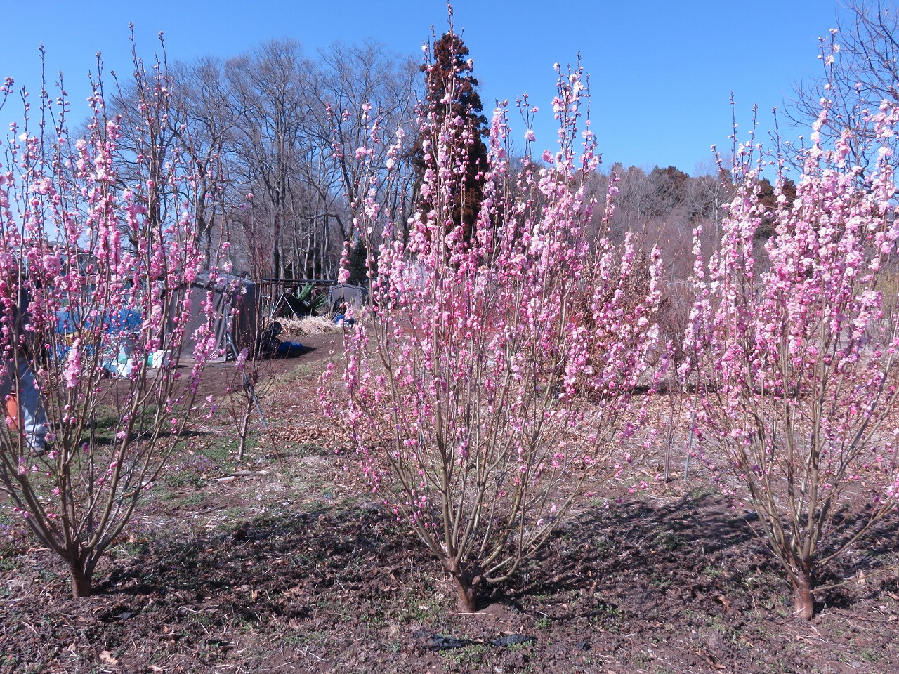 品種登録迅速化総合電子化システム