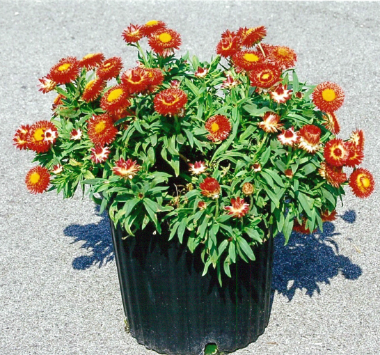 ブーケとピエロ ✨フトアゴヒゲトカゲ ♂✨ スーパーイエローhetハイポposs66