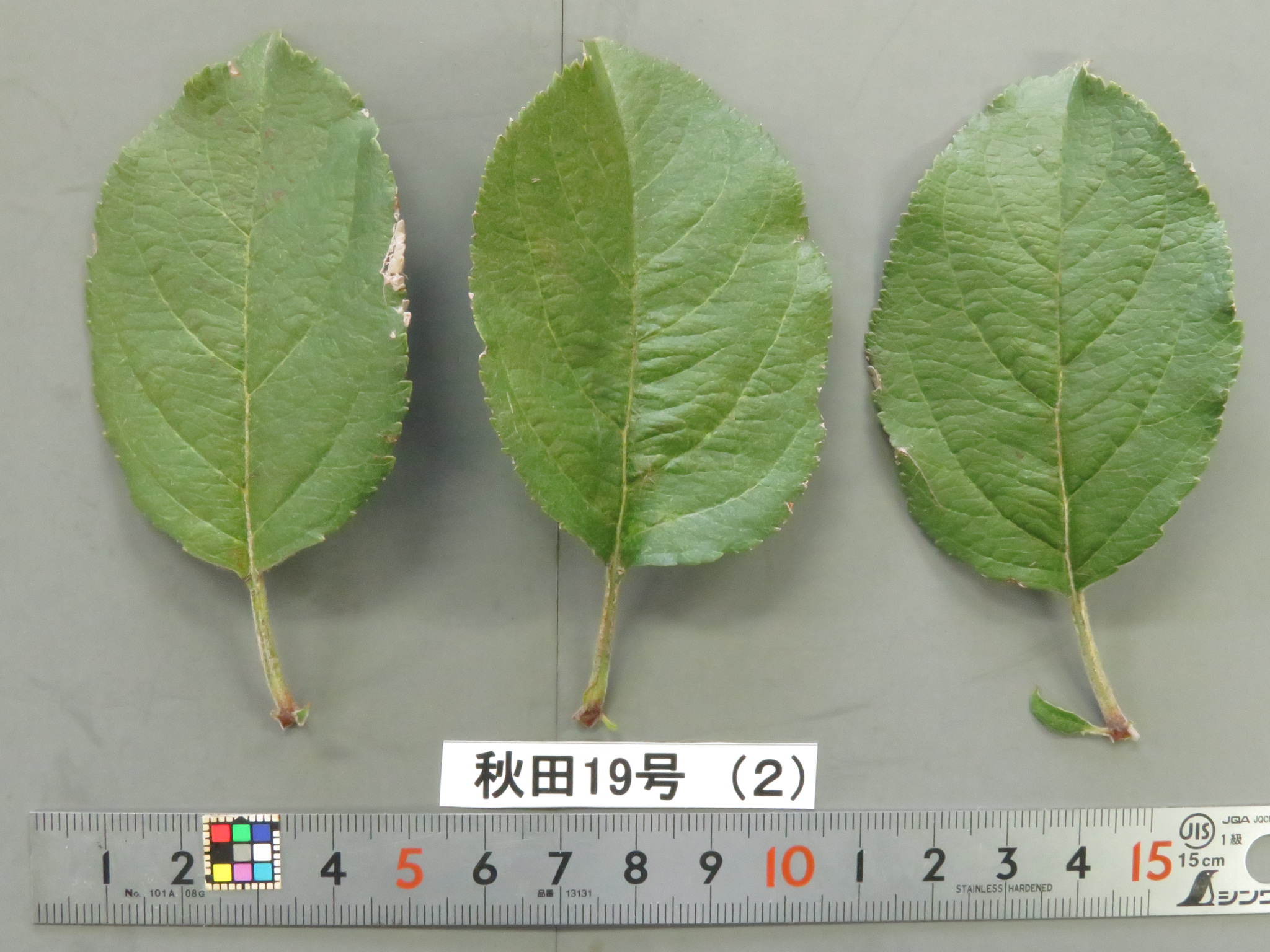 品種登録迅速化総合電子化システム