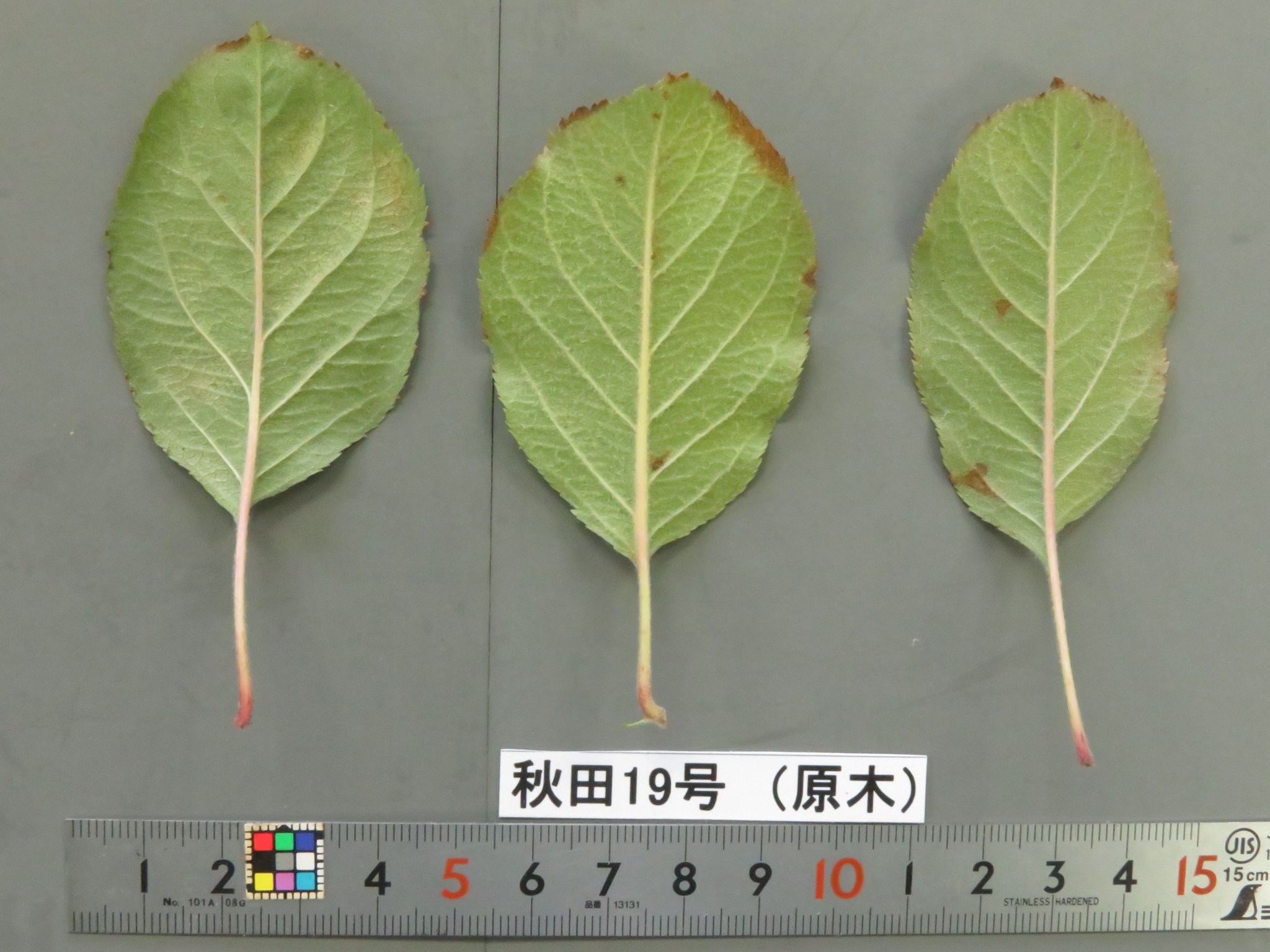 品種登録迅速化総合電子化システム