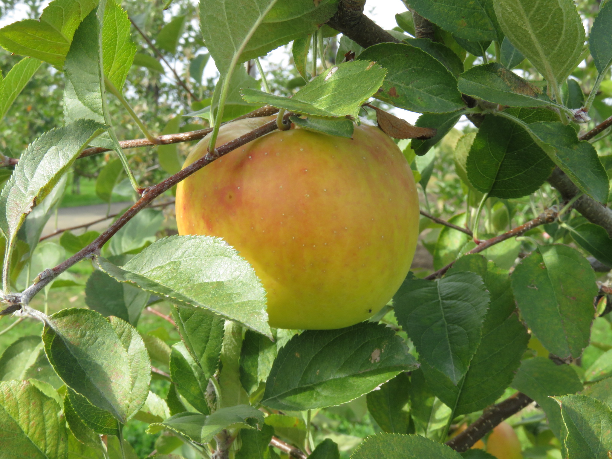 品種登録迅速化総合電子化システム