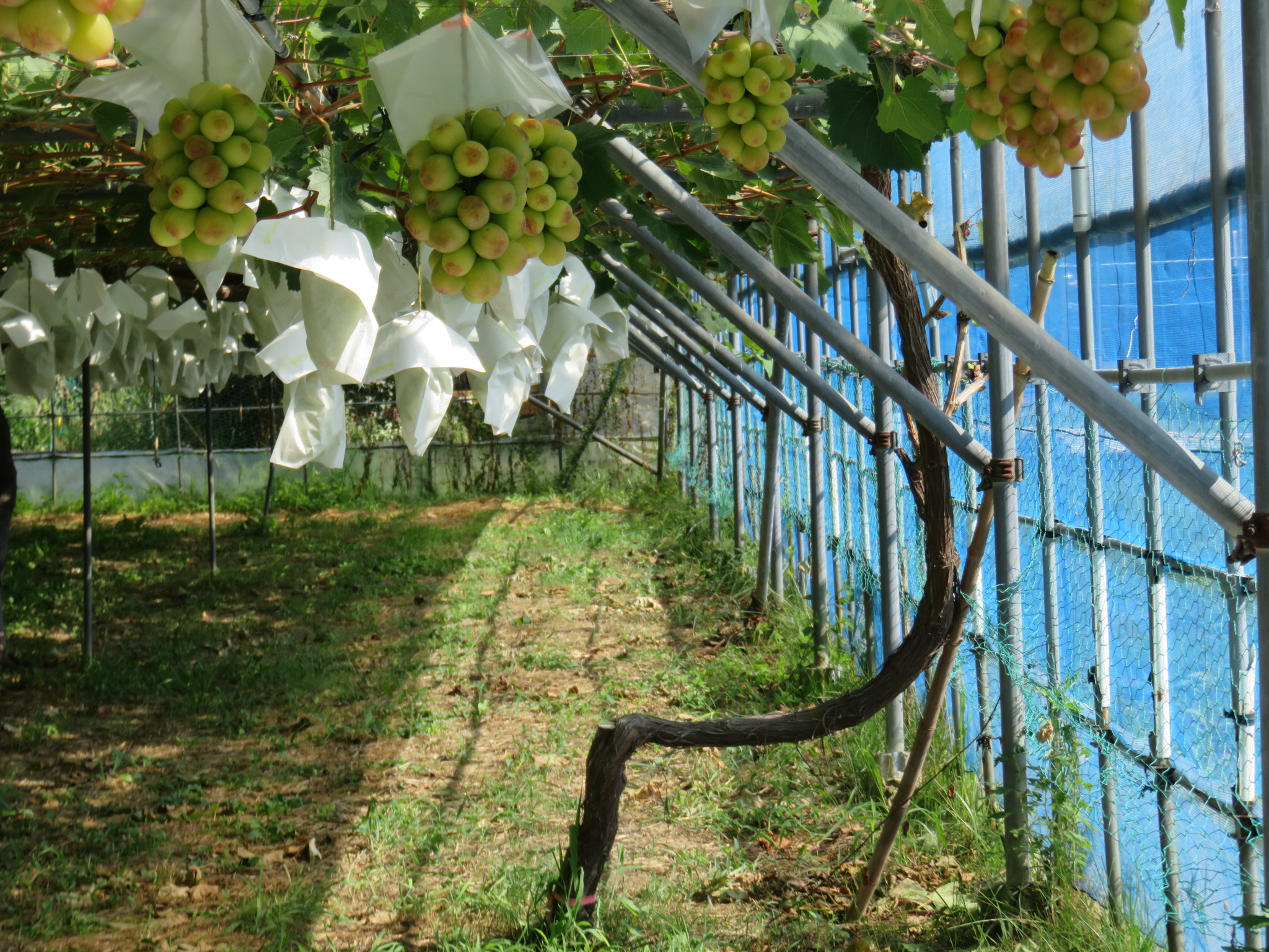 ぶどう★下記のリスト フェンディ(FENDI)フェンディ セーター セーター 衣料品