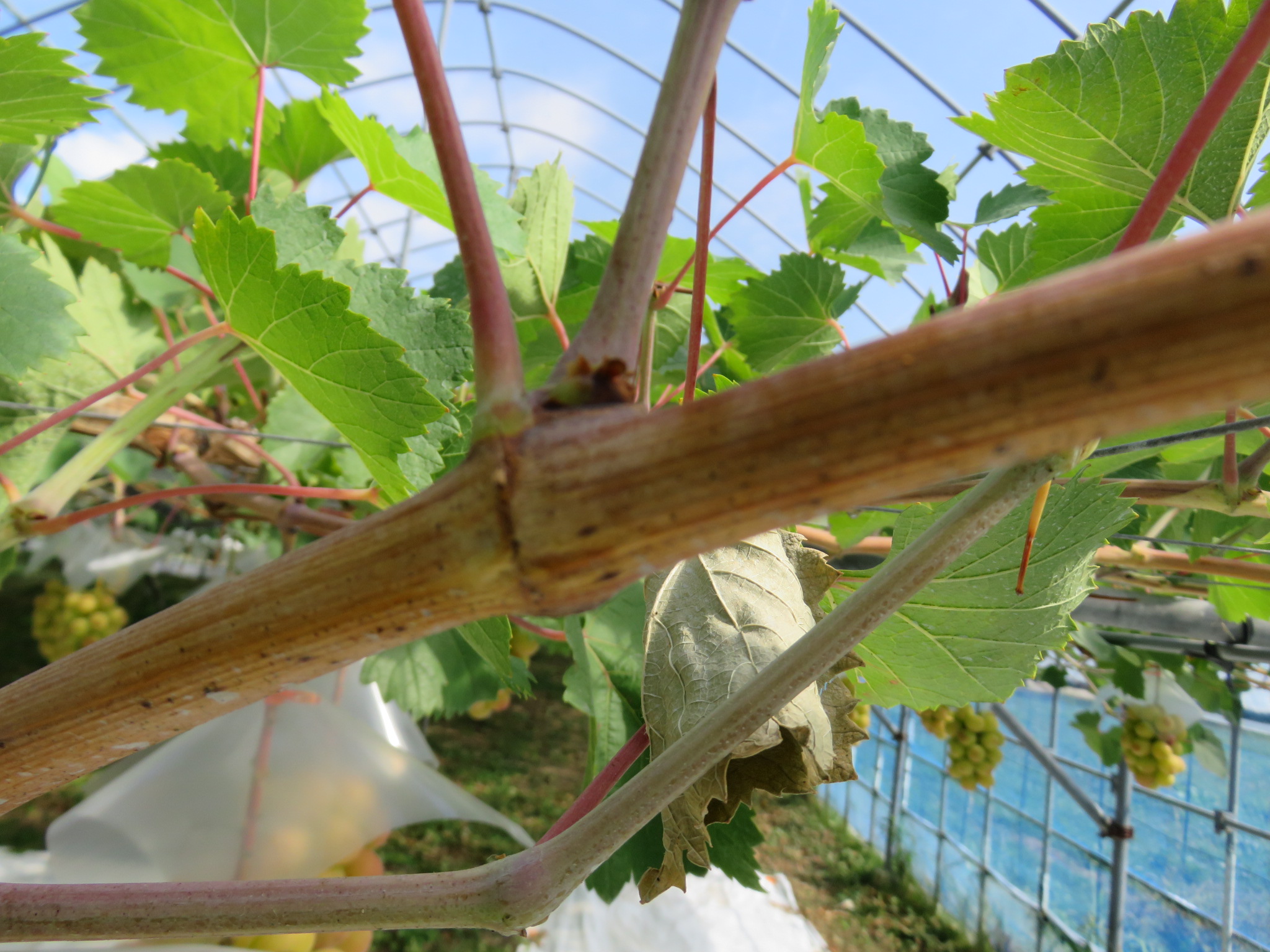 ぶどう★下記のリスト フェンディ(FENDI)フェンディ セーター セーター 衣料品