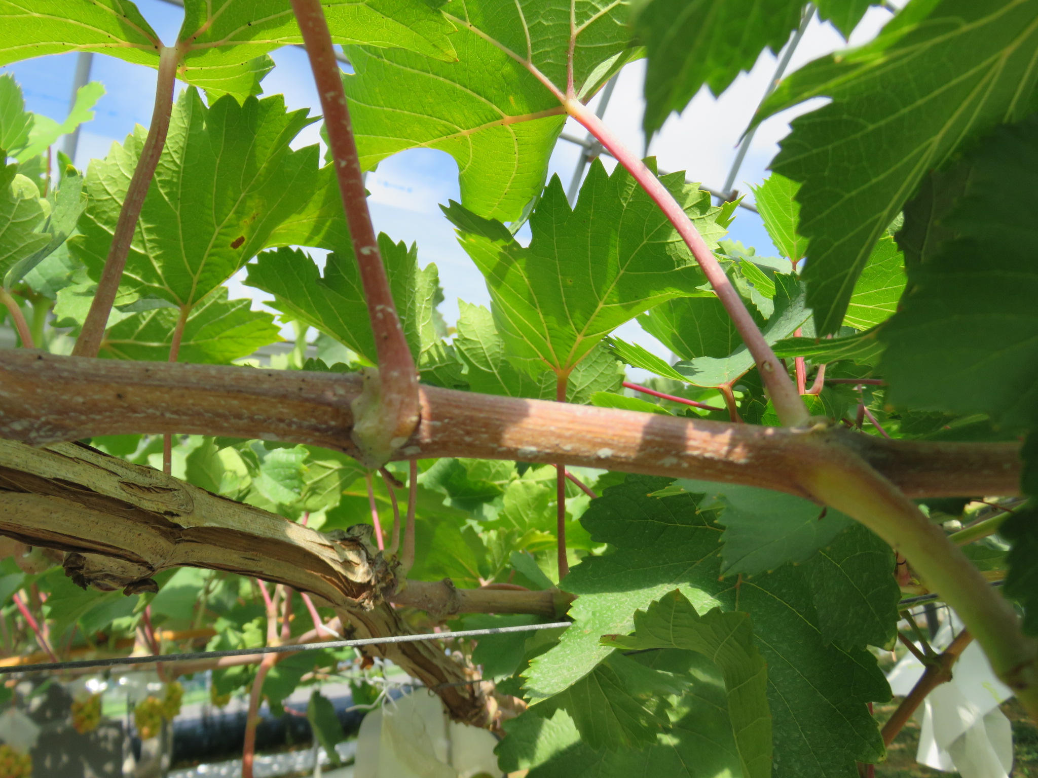 ぶどう＊ページ d｜ミチクサ オーバル | KONCENT Web shop｜アッシュコンセプト