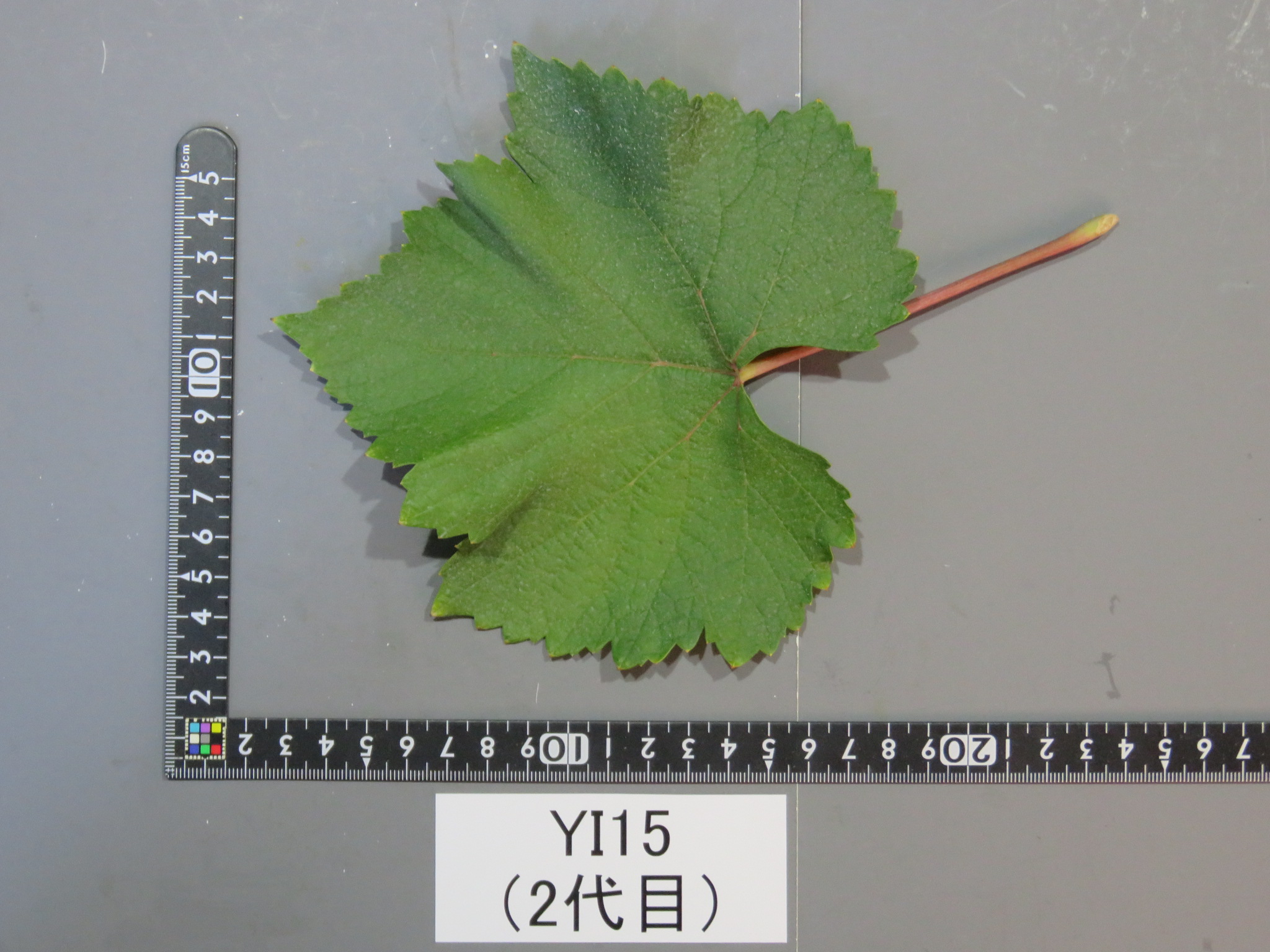 ぶどう＊ページ 品種登録迅速化総合電子化システム