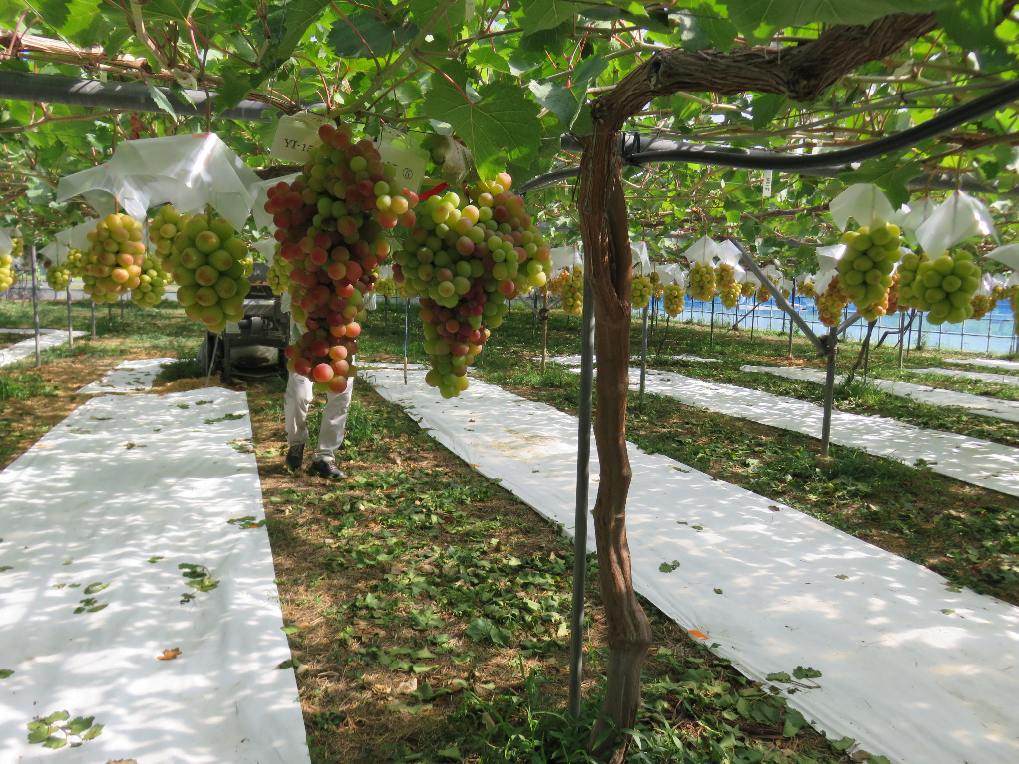 品種登録迅速化総合電子化システム