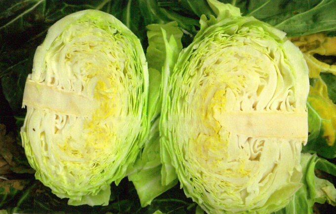 品種登録迅速化総合電子化システム