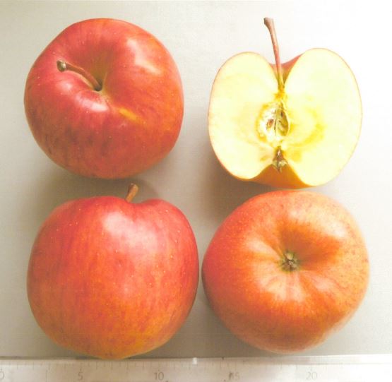 リンゴS 品種登録迅速化総合電子化システム