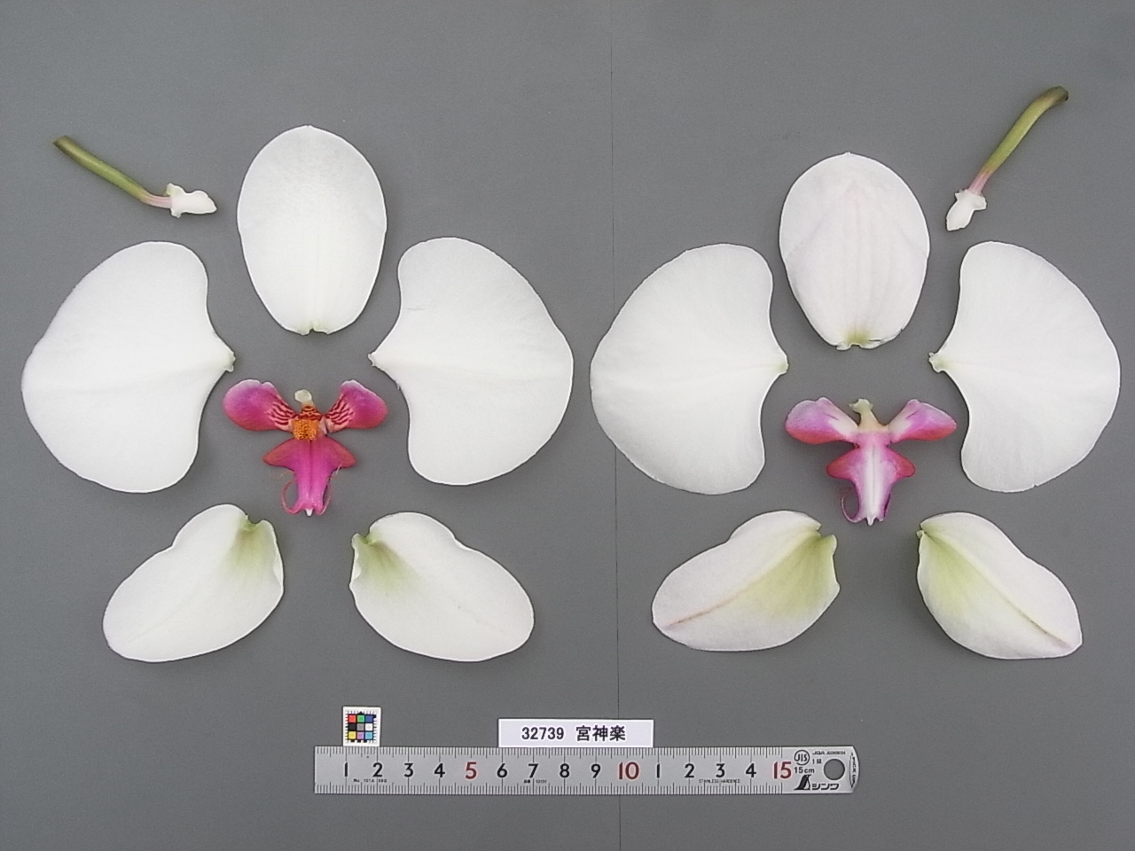 品種登録迅速化総合電子化システム