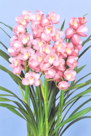 品種登録迅速化総合電子化システム