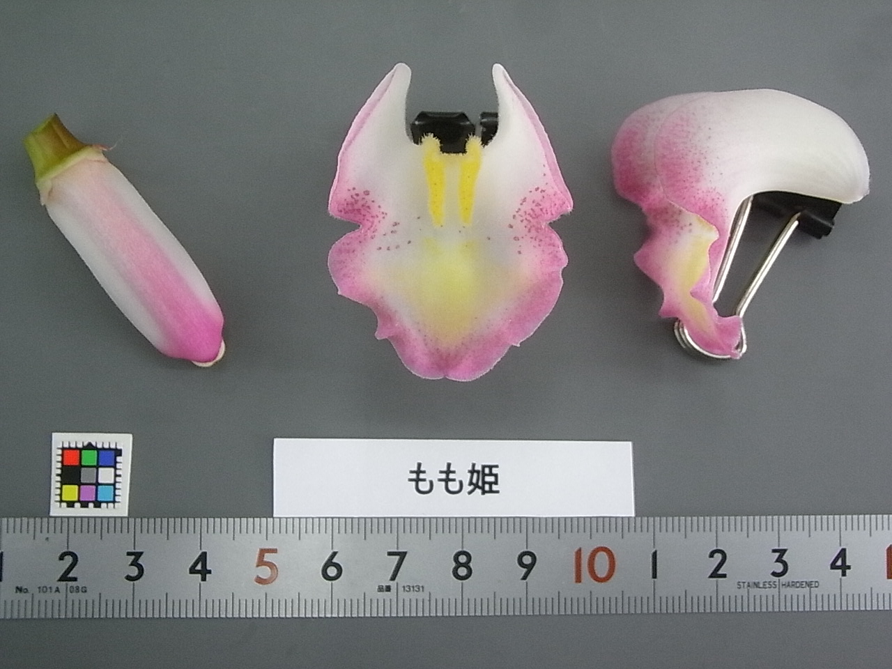 品種登録迅速化総合電子化システム