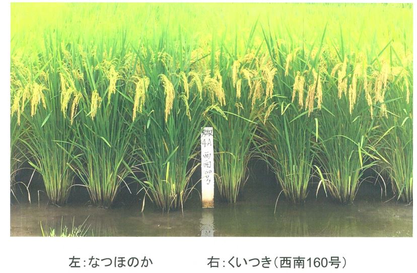 品種登録迅速化総合電子化システム