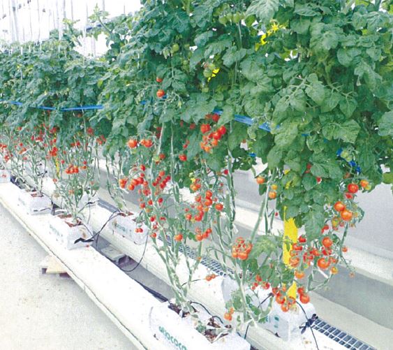 品種登録迅速化総合電子化システム