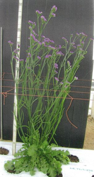 品種登録迅速化総合電子化システム