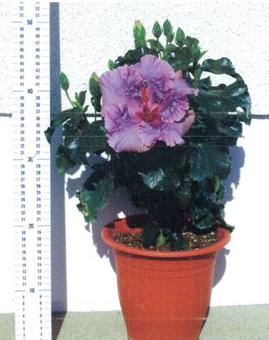 品種登録迅速化総合電子化システム