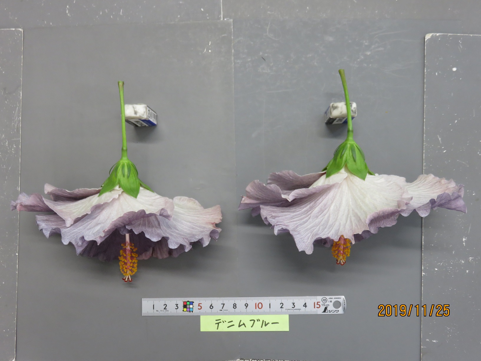 品種不明　確認画像 品種登録迅速化総合電子化システム