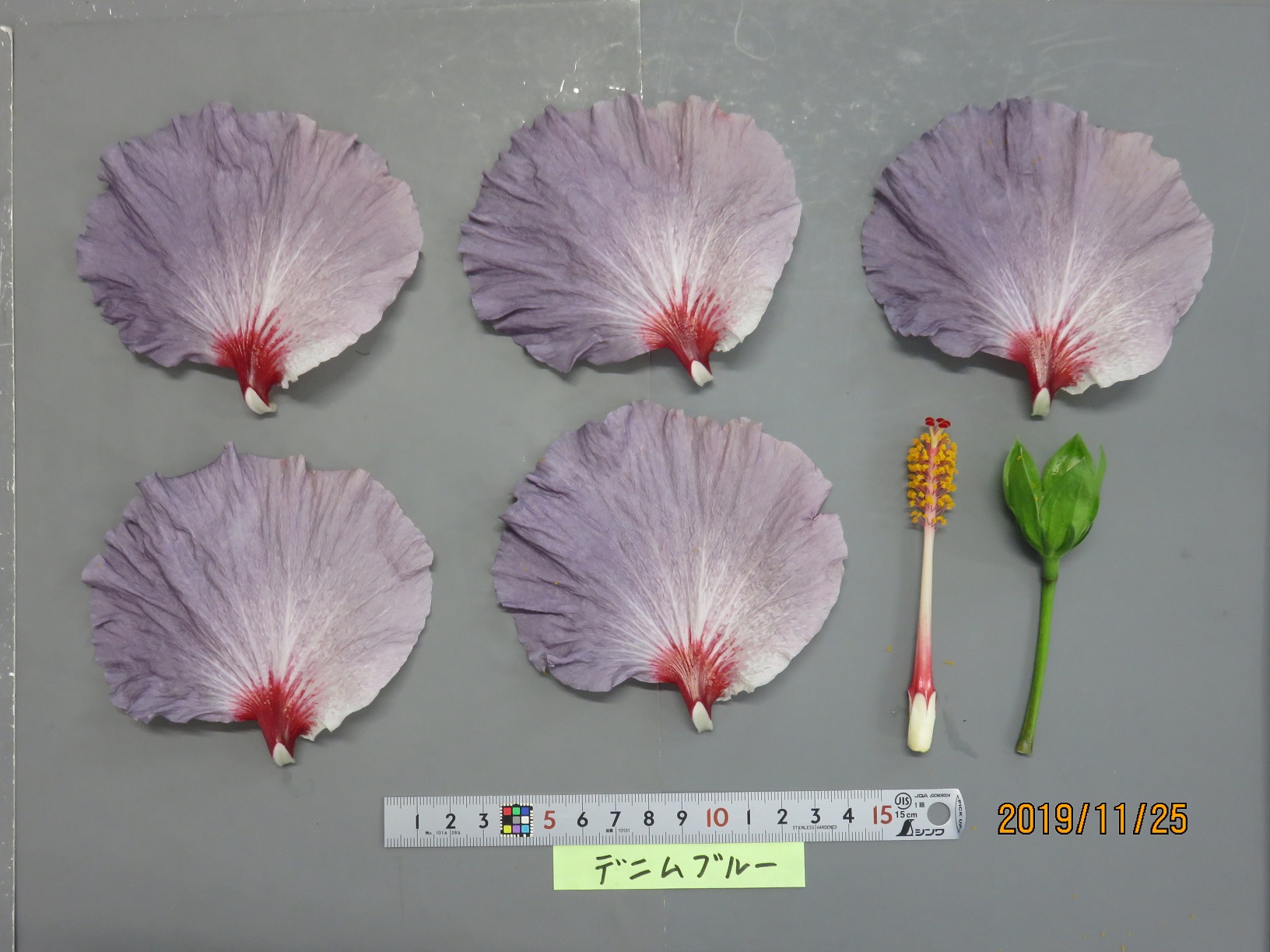 品種登録迅速化総合電子化システム