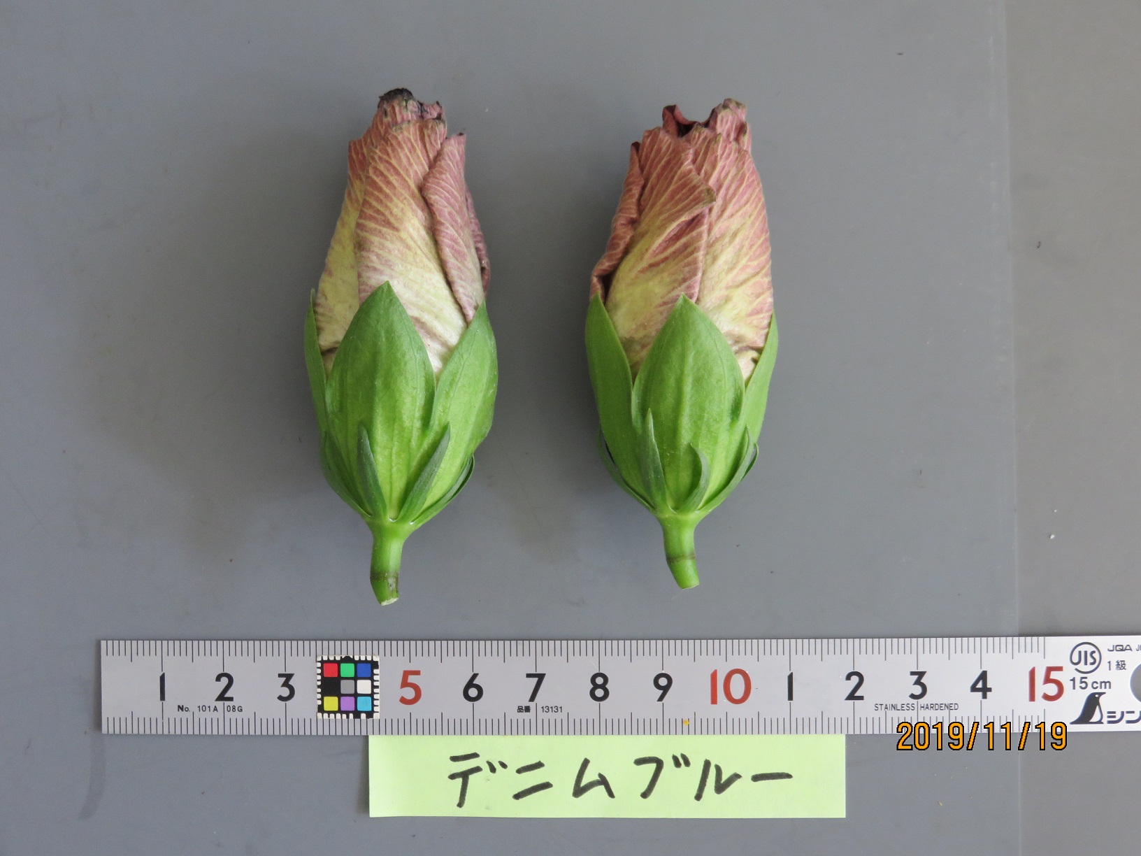 品種登録迅速化総合電子化システム