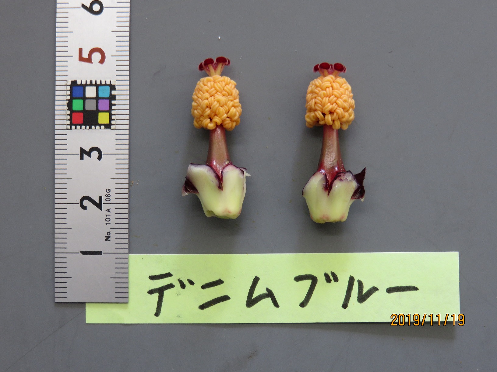 品種登録迅速化総合電子化システム