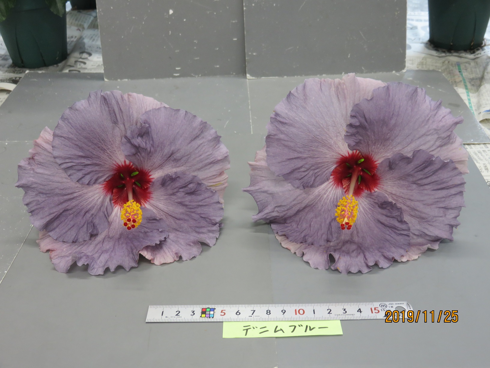 品種登録迅速化総合電子化システム