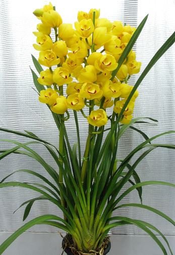 品種登録迅速化総合電子化システム