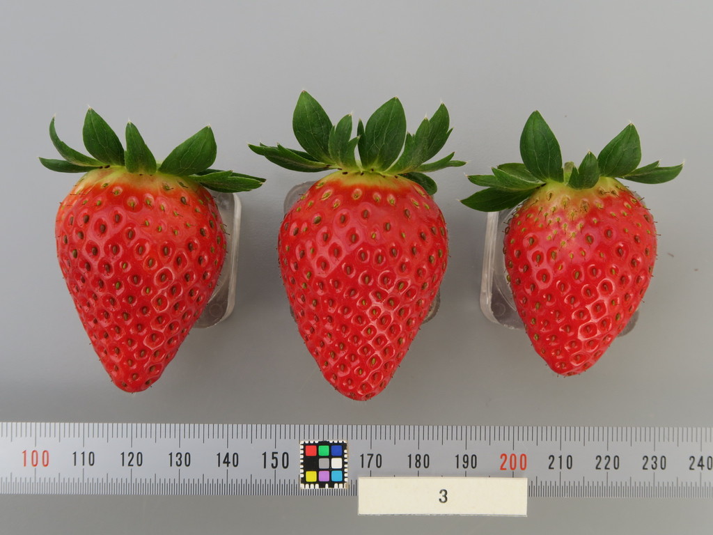 イチゴ様確認用 品種登録迅速化総合電子化システム